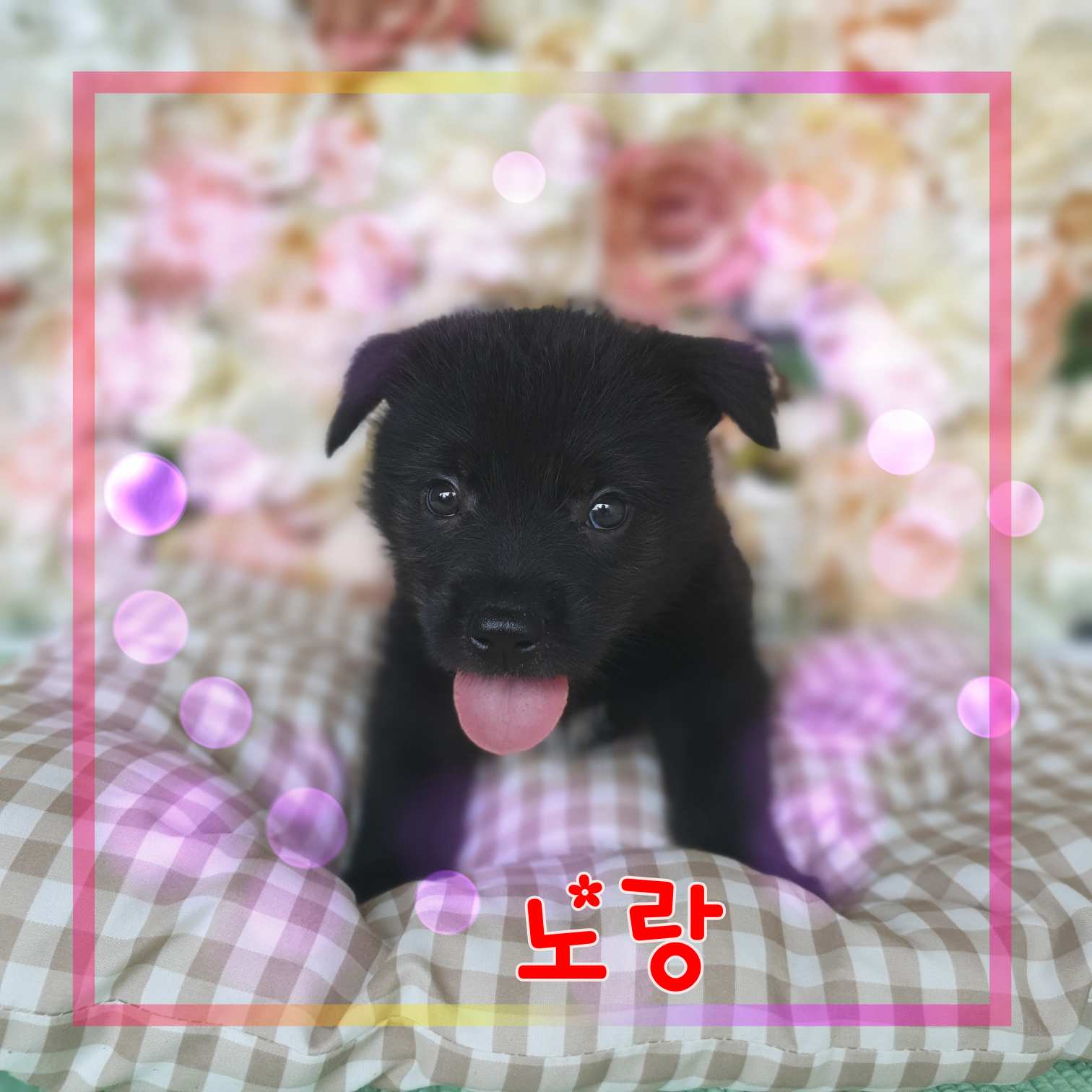 군산유기동물보호센터_445467202301291